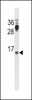 Western blot analysis in HepG2 cell line lysates (35ug/lane) .