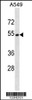 Western blot analysis in A549 cell line lysates (35ug/lane) .