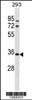 Western blot analysis in 293 cell line lysates (35ug/lane) .