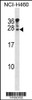 Western blot analysis in NCI-H460 cell line lysates (35ug/lane) .