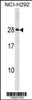 Western blot analysis in NCI-H292 cell line lysates (35ug/lane) .