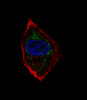 Fluorescent confocal image of HepG2 cell stained with hNeuroD1-Q30. HepG2 cells were fixed with 4% PFA (20 min) , permeabilized with Triton X-100 (0.1%, 10 min) , then incubated with hNeuroD1-Q30 primary antibody (1:25) . For secondary antibody, Alexa Fluor 488 conjugated donkey anti-rabbit antibody (green) was used (1:400) .Cytoplasmic actin was counterstained with Alexa Fluor 555 (red) conjugated Phalloidin (7units/ml) . Nuclei were counterstained with DAPI (blue) (10 ug/ml, 10 min) .hNeuroD1-Q30 immunoreactivity is localized to vesicles significantly.