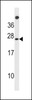 Western blot analysis in NCI-H292 cell line lysates (35ug/lane) .