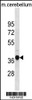 Western blot analysis in mouse cerebellum tissue lysates (35ug/lane) .This demonstrates the detected the MOUSE Ublcp1 protein (arrow) .