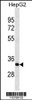 Western blot analysis in HepG2 cell line lysates (35ug/lane) .