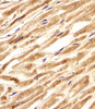 Immunohistochemical analysis of paraffin-embedded H. heart section using CNBP Antibody . Antibody was diluted at 1:25 dilution. A undiluted biotinylated goat polyvalent antibody was used as the secondary, followed by DAB staining.