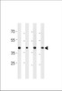 Western blot analysis in PC-3 cell line and mouse brain, testis and liver lysates (35ug/lane) .