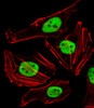 Fluorescent image of Hela cells stained with FAM50A Antibody . Antibody was diluted at 1:25 dilution. An Alexa Fluor 488-conjugated goat anti-rabbit lgG at 1:400 dilution was used as the secondary antibody (green) . Cytoplasmic actin was counterstained with Alexa Fluor 555 conjugated with Phalloidin (red) .