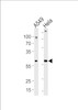 Western blot analysis in A549, Hela cell line lysates (35ug/lane) .