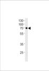 Western blot analysis in U87-MG cell line lysates (35ug/lane) .