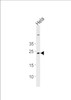 Western blot analysis in Hela cell line lysates (35ug/lane) .