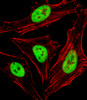 Fluorescent image of Hela cells stained with SAP30BP Antibody . Antibody was diluted at 1:25 dilution. An Alexa Fluor 488-conjugated goat anti-rabbit lgG at 1:400 dilution was used as the secondary antibody (green) . Cytoplasmic actin was counterstained with Alexa Fluor 555 conjugated with Phalloidin (red) .