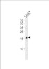 Western blot analysis of lysate from U937 cell line, using IQCF6 Antibody at 1:1000 at each lane