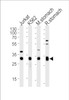 Western blot analysis of lysates from Jurkat, K562 cell line, mouse stomach and rat stomach tissue (from left to right) , using ESD Antibody at 1:1000 at each lane.