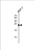 Western blot analysis of lysate from MCF-7 cell line, using GSTM4 Antibody at 1:1000.