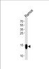 Western blot analysis of lysate from Ramos cell line, using TCL1A Antibody at 1:1000.