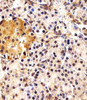 Immunohistochemical analysis of paraffin-embedded H.pancreas section using ING4 Antibody . Antibody was diluted at 1:25 dilution. A peroxidase-conjugated goat anti-rabbit IgG at 1:400 dilution was used as the secondary antibody, followed by DAB staining.