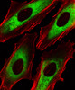 Fluorescent image of Hela cells stained with EEF1B2 Antibody . Antibody was diluted at 1:25 dilution. An Alexa Fluor 488-conjugated goat anti-rabbit lgG at 1:400 dilution was used as the secondary antibody (green) . Cytoplasmic actin was counterstained with Alexa Fluor 555 conjugated with Phalloidin (red) .