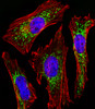 Fluorescent image of Hela cells stained with CYC1 Antibody . Antibody was diluted at 1:25 dilution. An Alexa Fluor 488-conjugated goat anti-rabbit lgG at 1:400 dilution was used as the secondary antibody (green) . DAPI was used to stain the cell nuclear (blue) . Cytoplasmic actin was counterstained with Alexa Fluor 555 conjugated with Phalloidin (red) .