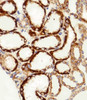 Immunohistochemical analysis of paraffin-embedded H. kidney section using MPP7 Antibody (N-term) . Antibody was diluted at 1:100 dilution. A peroxidase-conjugated goat anti-rabbit IgG at 1:400 dilution was used as the secondary antibody, followed by DAB staining.