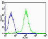 Flow cytometric analysis of MCF-7 cells using TUBA1C Antibody (N-term) (green) compared to an isotype control of rabbit IgG (blue) . Antibody was diluted at 1:25 dilution. An Alexa Fluor 488 goat anti-rabbit lgG at 1:400 dilution was used as the secondary antibody.