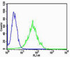 Flow cytometric analysis of Hela cells using PSEN2 (Presenilin-2 NTF subunit) Antibody (N-term) (green) compared to an isotype control of rabbit IgG (blue) . Antibody was diluted at 1:25 dilution. An Alexa Fluor 488 goat anti-rabbit lgG at 1:400 dilution was used as the secondary antibody.