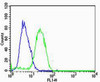 Flow cytometric analysis of U-87 MG cells using HBG2 Antibody (green) compared to an isotype control of rabbit IgG (blue) . Antibody was diluted at 1:25 dilution. An Alexa Fluor 488 goat anti-rabbit lgG at 1:400 dilution was used as the secondary antibody.