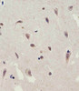 Immunohistochemical analysis of paraffin-embedded H.brain section using C13orf30 Antibody . Antibody was diluted at 1:25 dilution. A peroxidase-conjugated goat anti-rabbit IgG at 1:400 dilution was used as the secondary antibody, followed by DAB staining.