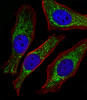 Fluorescent image of Hela cells stained with NDUFB4 Antibody (N-term) . Antibody was diluted at 1:25 dilution. An Alexa Fluor 488-conjugated goat anti-rabbit lgG at 1:400 dilution was used as the secondary antibody (green) . DAPI was used to stain the cell nuclear (blue) . Cytoplasmic actin was counterstained with Alexa Fluor 555 conjugated with Phalloidin (red) .