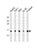 Western Blot at 1:2000 dilution Lane 1: HepG2 whole cell lysate Lane 2: THP-1 whole cell lysate Lane 3: WiDr whole cell lysate Lane 4: HL-60 whole cell lysate Lane 5: Human spleen lysate Lysates/proteins at 20 ug per lane.