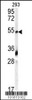 Western blot analysis of anti-GDF10 Antibody in 293 cell line lysates (35ug/lane)