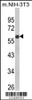 Western blot analysis of GDF10 Antibody in NIH-3T3 cell line lysates (35ug/lane)