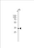 Western blot analysis of lysate from Y79 cell line, using CRX Antibody at 1:1000.