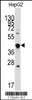 Western blot analysis of anti-GDF3 Antibody in HepG2 cell line lysates (35ug/lane)