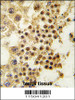 Formalin-fixed and paraffin-embedded human testis tissue reacted with GDF3 antibody, which was peroxidase-conjugated to the secondary antibody, followed by DAB staining.