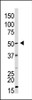 Antibody is used in Western blot to detect GDF9 in HL60 cell lysate.