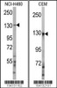 Western blot analysis of anti-UBE4A Antibody in NCI-H460 and CEM cell line lysates (35ug/lane)