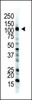 Western blot analysis of E1 Ubiquitin (UBE1) Antibody in mouse stomach tissue lysates (35ug/lane)