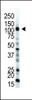 Antibody is used in Western blot to detect UBE1 in HL-60 cell lysate.