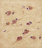 Antibody staining UCHL1 in human brain tissue sections by Immunohistochemistry (IHC-P - paraformaldehyde-fixed, paraffin-embedded sections) .