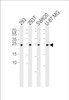 Western blot analysis of lysates from 293, 293T, SW620, U-87 MG cell line (from left to right) , using UCHL3 Antibody (C209) at 1:1000 at each lane.