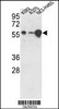 Western blot analysis of hUSP3-Y505 in K562, A375, NCI-H460 cell line lysates (35ug/lane)