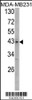 Western blot analysis of USP12/USP46 Antibody in MDA-MB231 cell line lysates (35ug/lane) .