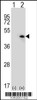 Western blot analysis of USP12 using rabbit polyclonal USP12 Antibody (L315) using 293 cell lysates (2 ug/lane) either nontransfected (Lane 1) or transiently transfected (Lane 2) with the USP12 gene.