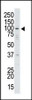 Antibody is used in Western blot to detect USP13 in HeLa cell lysate.