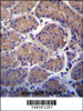 USP20 Antibody immunohistochemistry analysis in formalin fixed and paraffin embedded human stomach tissue followed by peroxidase conjugation of the secondary antibody and DAB staining.