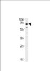 Western blot analysis in SH-SY5Y cell line lysates (35ug/lane) .This demonstrates the Ubiquilin1 antibody detected the Ubiquilin1 protein (arrow) .