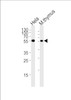 Western blot analysis in Hela cell line and mouse thymus tissue lysates (35ug/lane) .