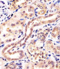 Antibody staining KCTD11 in human kidney tissue sections by Immunohistochemistry (IHC-P - paraformaldehyde-fixed, paraffin-embedded sections) .