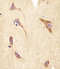 Antibody staining GNG2 in human brain tissue sections by Immunohistochemistry (IHC-P - paraformaldehyde-fixed, paraffin-embedded sections) .